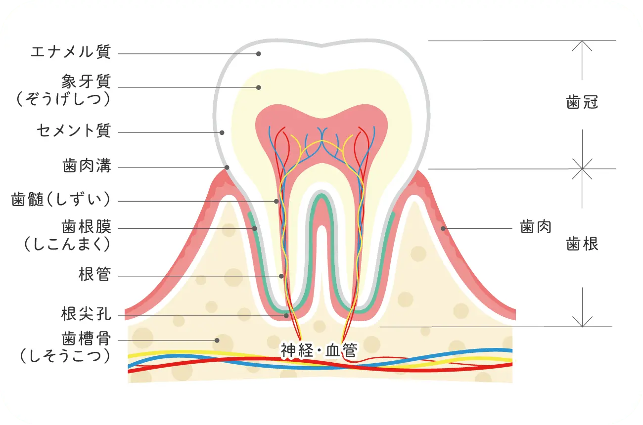 歯の構造について