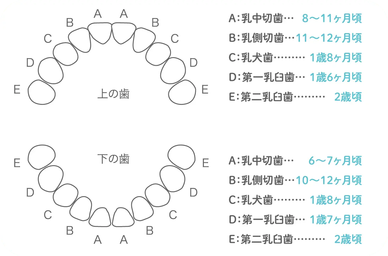 イメージ:乳歯は何本？いつ頃生えるの？