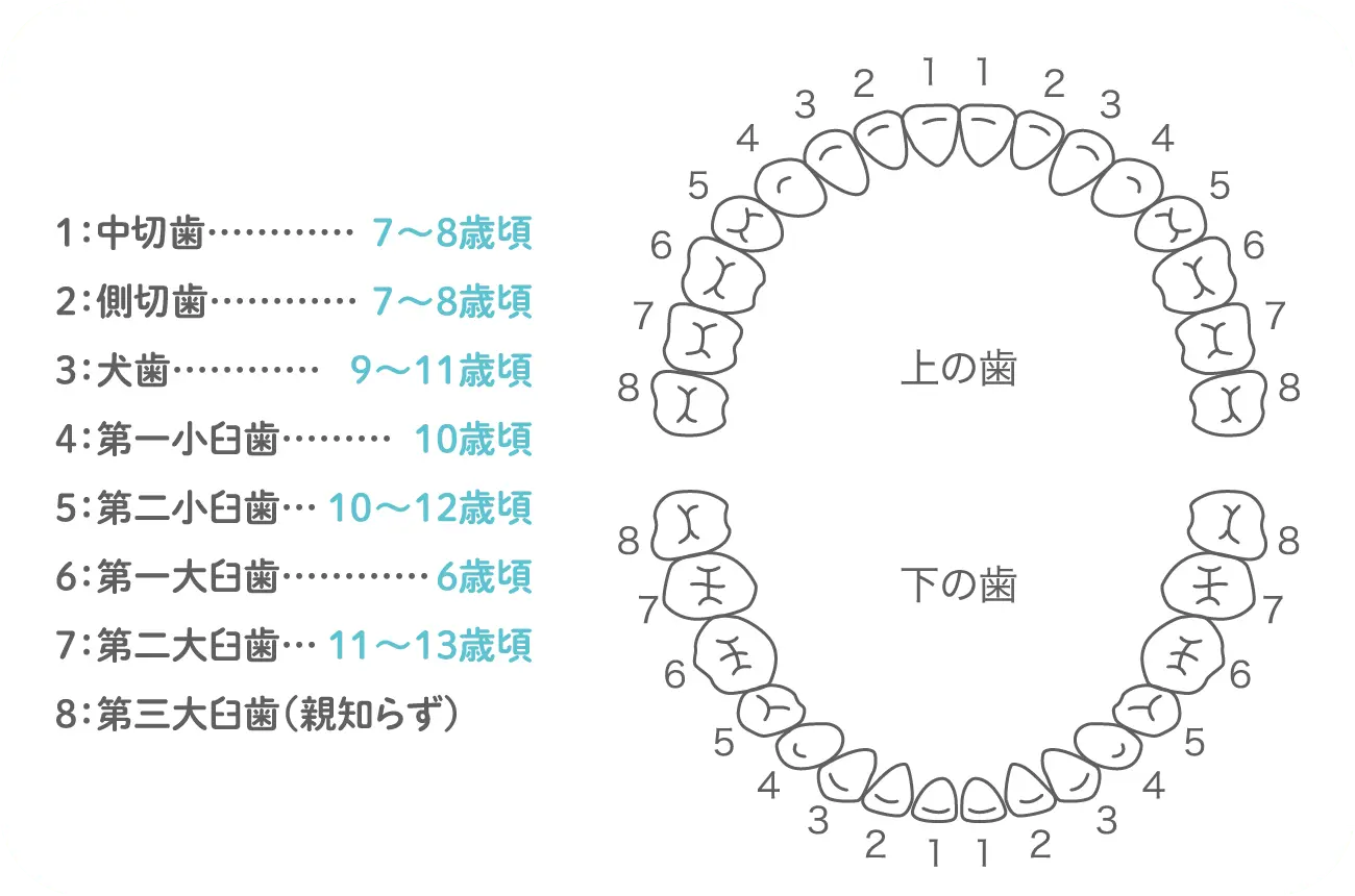 イメージ:永久歯は何本？いつ頃生え変わるの？