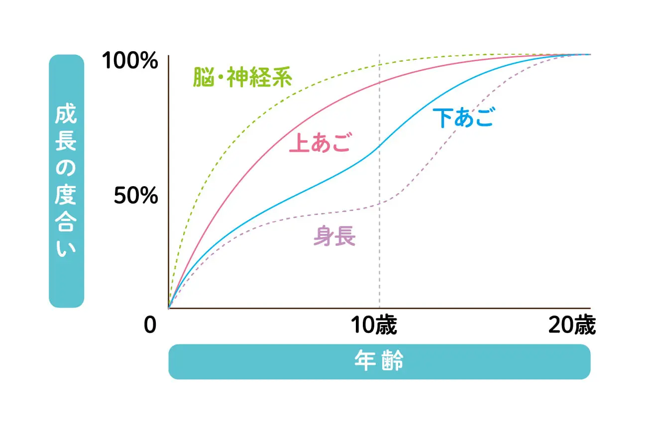 イメージ:脳神経・上あご・下あご・身長の年齢と成長の度合いに関するグラフ